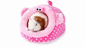 Image result for Guinea Pig Accessories