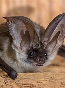 Image result for Bats NY