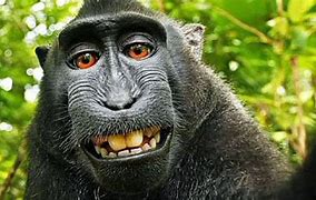 Image result for Monkey with Head Phones On Meme