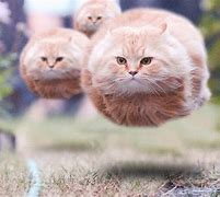 Image result for Floating Cat Meme On Air