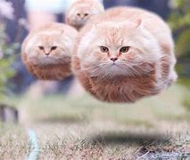 Image result for Float Cat Meme