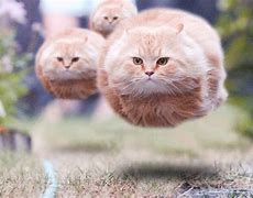 Image result for Glowing Floating Cat Meme