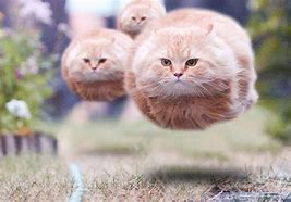 Image result for Cat Floating Anime