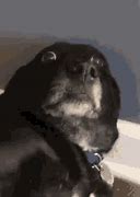 Image result for Wide-Eyed Dog in Car Meme