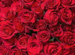 Image result for Valentine Roses Background Wallpaper