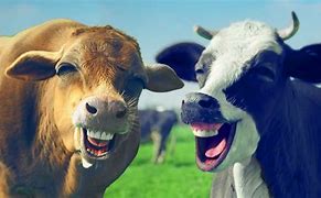 Image result for Cow Meme Song