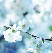 Image result for Spring Flowers Wallpaper iPad