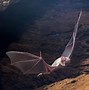 Image result for Vampire Bat Flyng