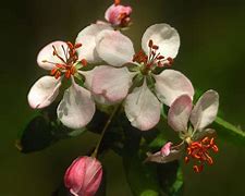 Image result for Wild Apple Tree Kentucky