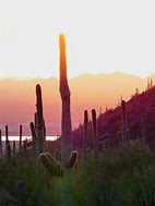 Image result for Saguaro National Forest