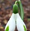 Image result for Galanthus Trumps