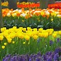 Image result for Flower Garden Phone Wallpapers