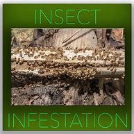 Image result for Insect Infestation