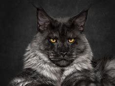 Black Maine Coon Cat: Personality, Pictures, Color & Facts | Hepper