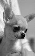Image result for Newborn Chihuahua Puppies