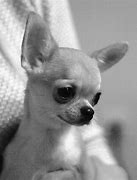 Image result for Cutest Chihuahua Puppies