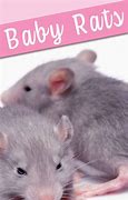 Image result for Baby Rat Size