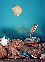 Image result for Cockle Bivalve