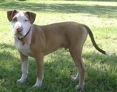 Image result for True American Pit Bull Terrier