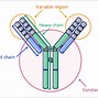 Image result for Labelled Diagram of an Antibody