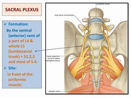 Image result for Sacral Plexus Anatomy