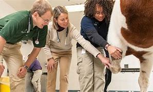 Image result for Animal Science Clip Art