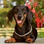 Image result for Doxie Wallpaper