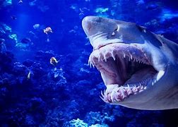 Image result for Most Dangerous Sea Creatures