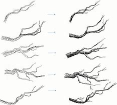 Image result for Branch Pencil Drawing