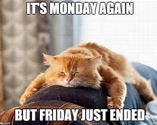 Image result for Monday Meme Angry Cat