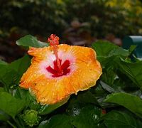 Image result for Flowers Dallas TX