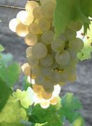 Image result for White Wine Grapes