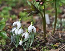 Image result for Galanthus plicatus The Wizard