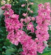 Image result for Delphinium Astolat (Pacific-Giant-Group)