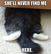 Image result for Hiding Cat Meme