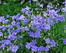 Image result for Wahlenbergia congesta