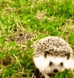 Image result for Hedgehog Defense