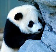 Image result for Cool Panda Pics