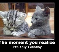 Image result for Tuesday Cat Meme