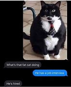 Image result for New Job Cat Meme