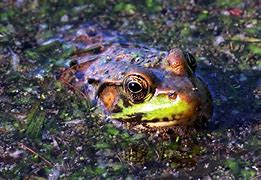 Image result for Sniping Soup Frog Pool