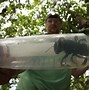 Image result for Biggest Bee in History