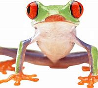 Image result for Frog Meme Background