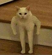 Image result for Cursed Cat Shadow Meme
