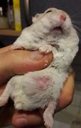 Image result for Bauch Hamster