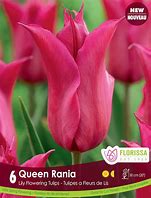 Image result for Tulip Queen Rania
