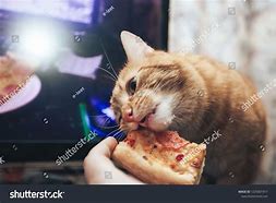 Image result for Ginger Cat Eating Pizza