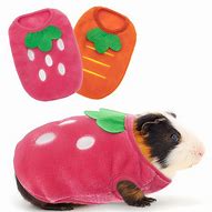 Image result for Guinea Pig Halloween Costumes