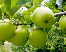 Image result for Green Apple with Tree