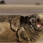 Image result for Animals That Make You Smile